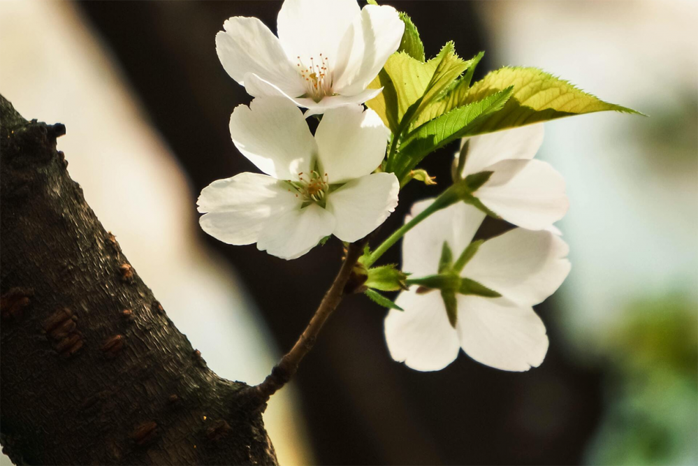 baca-paysage-floraison